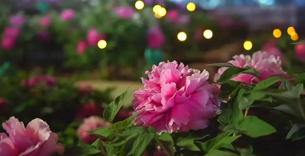 【寵粉互動】結(jié)果揭曉！快來欣賞粉絲們的“大作”！