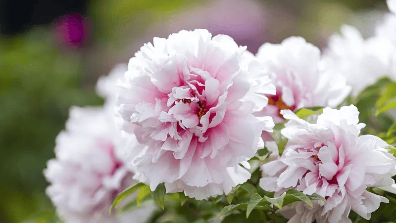 牡丹綻妍 譜寫(xiě)新篇——中集攪拌邀您游洛陽(yáng)，賞牡丹，品樣車(chē)，觀產(chǎn)線(xiàn)